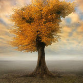 心是一棵树，爱与希望的根须扎在土里，智慧与情感的枝叶招展在蓝天下。