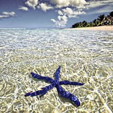 蓝海星，法属波利尼西亚塔希提岛，清澈见底的海水，好干净的美